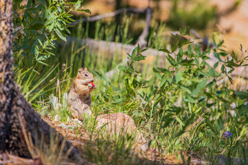 Close up shot of a cute squirrel eating fruits