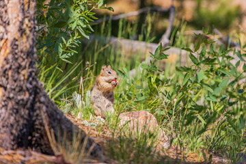 Close up shot of a cute squirrel eating fruits