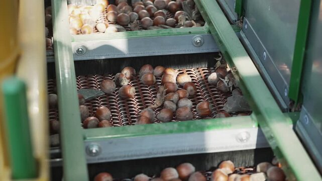 Harvester separator machine separate the hazelnuts crop from stones and rocks, slow motion