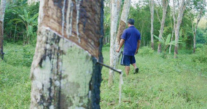 Man harved para rubber tree tropical forest agro industry