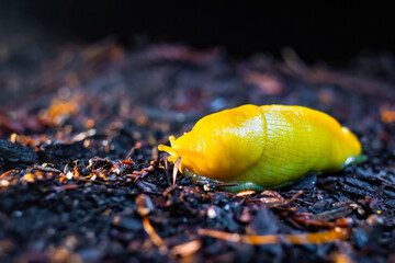 Famous Yellow Banana Slug Close Up in Redwoods