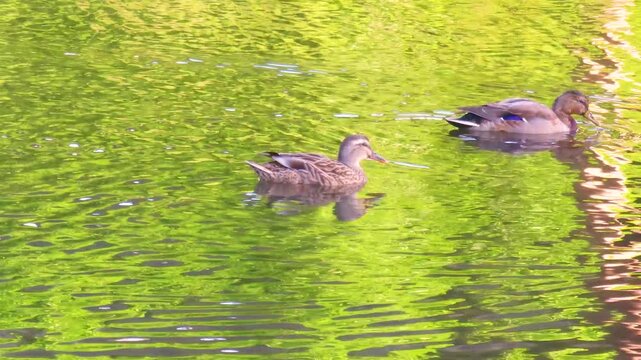 Wild duck is swimming in the water