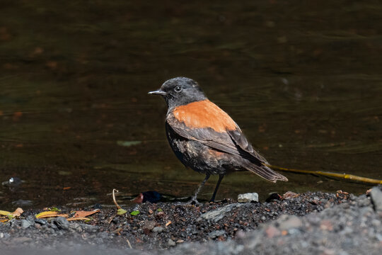 Austral Negrito Bird Standing by a Stream in Patagonia Argentina