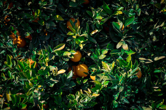 Vibrant Orange Groves Near Valencia, Spain