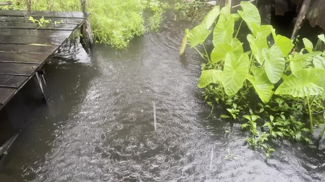 Heavy rain over canal with taro leaves