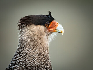 Close up portrait of a Crested Caracara in natural habitat