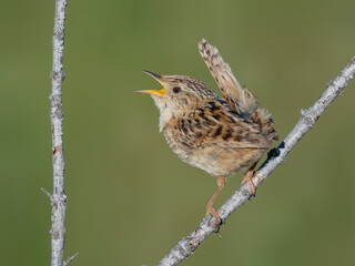 Fototapeta premium Grass Wren Singing on a Bare Branch in Patagonia Grassland Habitat