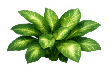 Dieffenbachia houseplant with vibrant green and variegated foliage, tropical indoor plant decoration element, transparent background