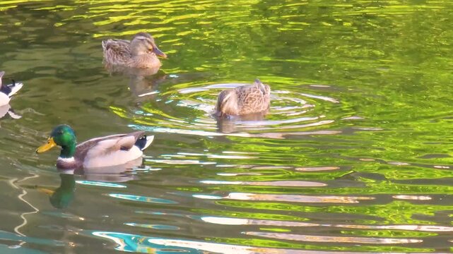 Wild duck is swimming in the water