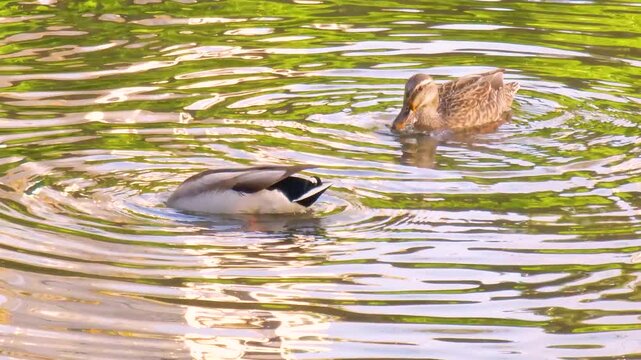 Wild duck is swimming in the water