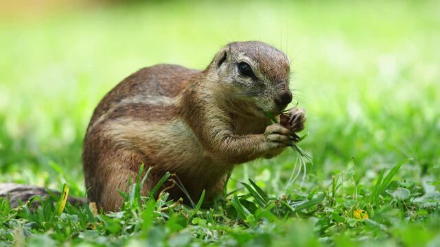 Slow-motion footage of a ground squirrel scurrying across the earth and grazing in natural daylight, capturing fine movement, whisker detail, and lively behavior in the African bushveld during a quiet