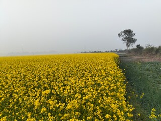 Vast field of blooming yellow mustard flowers under a hazy sky with a lone tree mustard field