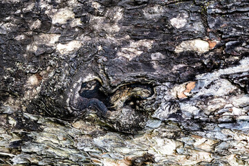 Tree bark texture background for wallpaper with seamless pattern