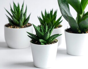 Four potted succulents of varying shapes and shades of green set against a plain white background, capturing a clean aesthetic