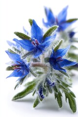 Close Up Of Delicate Blue Flowers With Water Droplets On White Background