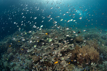 Corals and fish flourish on a shallow coral reef in Raja Ampat, Indonesia. This tropical region is known as the heart of the Coral Triangle due to its spectacular marine biodiversity.