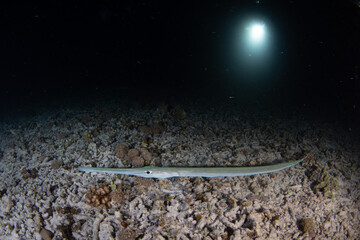 A Cornetfish, Fistularia commersonii, swims at night over a shallow reef in Raja Ampat, Indonesia. This tropical region is known as the heart of the Coral Triangle due to its high biodiversity.