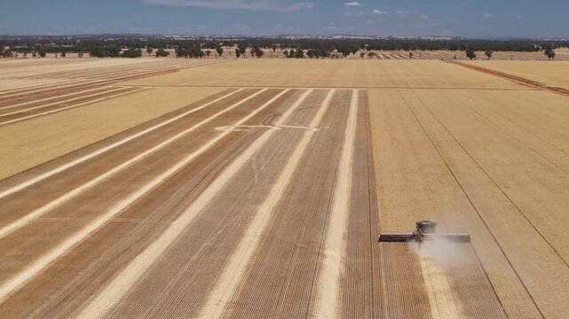 Agricultural machine harvests golden crop leaving dusty trail