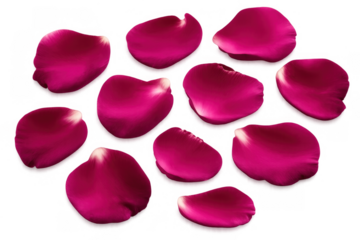 Scattered dark pink rose petals displaying love, romance, wedding, beauty and celebration on transparent background