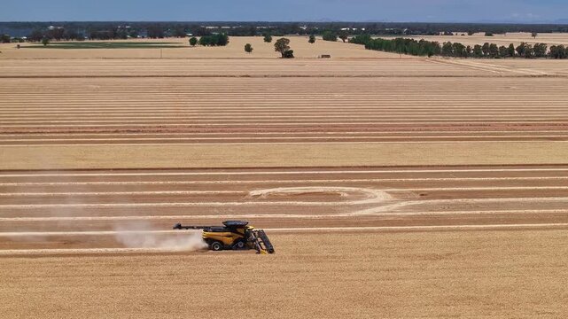 Golden wheat paddock with combine machine in mid harvest
