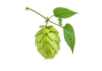 A single fresh vibrant green hop cone with detailed bracts and yellow lupulin glands, attached to a slender branch with palmate leaves, macro shot on a seamless high-key white background, concept of