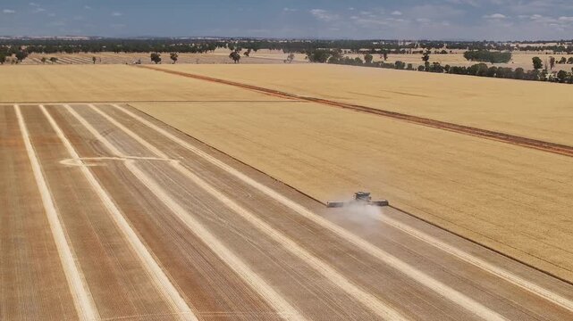 Harvester throwing up a dust trail as it moves through wheat crop