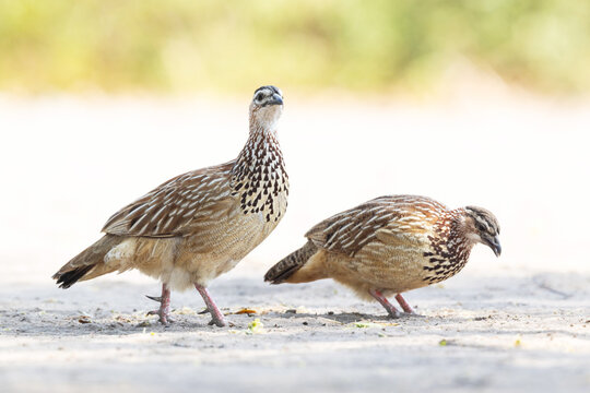 Crested francolin couple moving on a sandy ground and looking for food during a hot day in Chobe National Park, Botswana