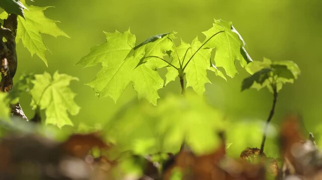 Scenic footage capturing the breathtaking landscape of The Azish-Tau Ridge, located in the Republic of Adygea within the majestic Caucasus Mountains. Features lush green forests, mountain peaks, and n