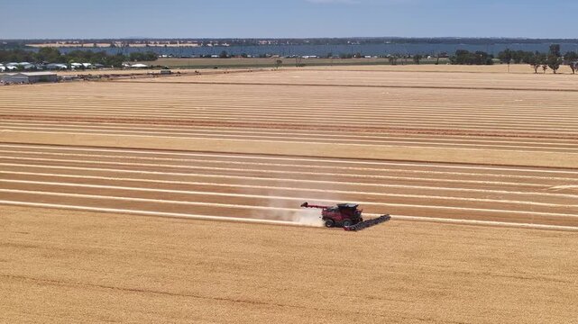 Harvester moves across golden crop with Lake Mulwala beyond