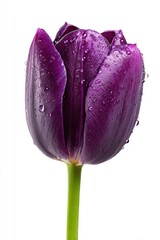 Dark Purple Tulip With Water Drops
