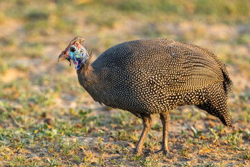 Helmeted guinea fowl on a beautiful morning in Chobe National Park, Botswana