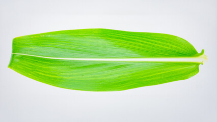 Obraz premium Fresh Green Corn Leaf Isolated on White Background Representing Agriculture and Organic Growth Concept