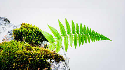 Fresh Green Fern and Moss Growing on Rock Isolated on White Background Representing Biotic and Abiotik Relationship Concept