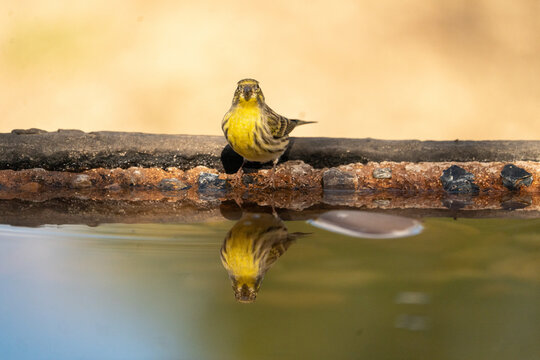 European serin (Serinus serinus) photographed in Spain
