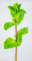 Fresh Green Mint Bud Isolated on White Background Representing Herbal Growth and Organic Aroma Concept