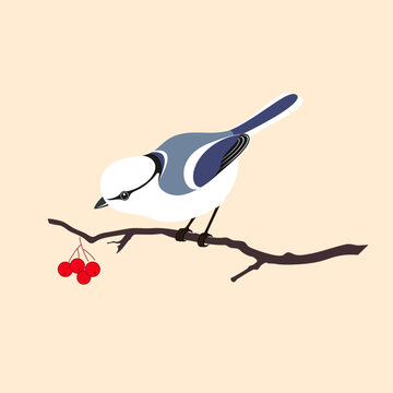 A blue tit bird sitting on a branch with berries. The azure tit (Cyanistes cyanus) is a passerine bird in the tit family Paridae. Parus cyanus (Pallas) Parus saebyensis (Sparrman).