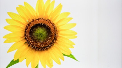 Beautiful Yellow Sunflower Bloom Isolated on White Background Representing Nature and Agricultural Concept