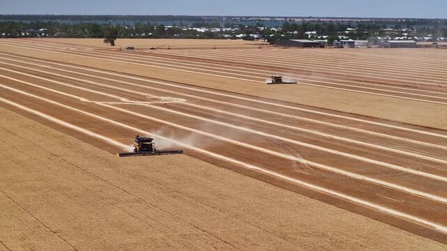 Dust follows combines as they move through dry wheat rows