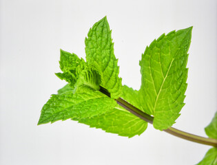 Bright Green Mint Flower Bud Isolated on White Background Representing Herbal Plant and Biotic Growth Concept