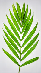Bright Green Palm Leaf Isolated on White Background Representing Tropical Plant and Natural Biotic Growth Concept