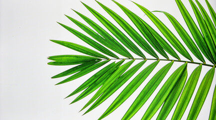 Bright Green Palm Leaf Isolated on White Background Representing Tropical Plant and Natural Biotic Growth Concept