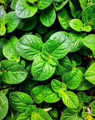 Close up oregano leaves surface showing natural organic herb texture background