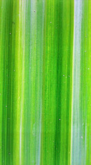 Close up pandan leaf surface showing natural tropical plant texture and organic detail
