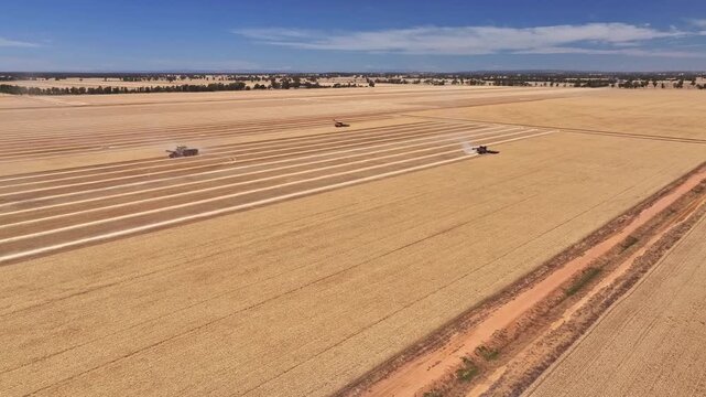 Three harvesters raising some dust as they work a wheat farm