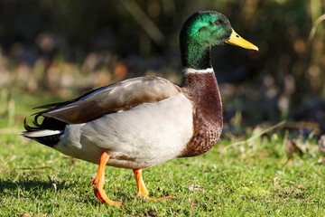 Mallard Duck Drake Walking On Grass - 241D7301