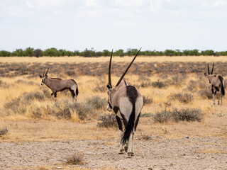 Naklejka premium oryx pack in the wild
