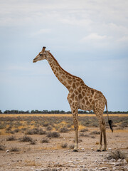 Fototapeta premium giraffe in the savannah