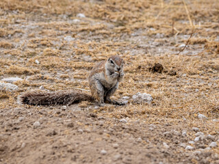 Obraz premium African squirrel close up