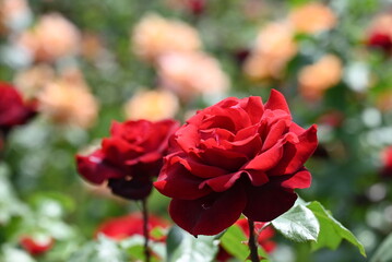 庭に咲く深紅の薔薇