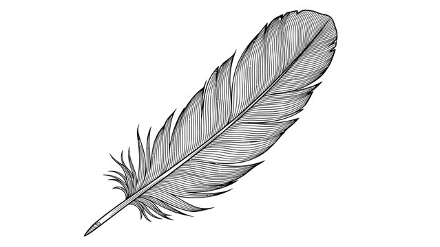 Detailed black and white illustration of a single delicate bird feather showcasing intricate barbs